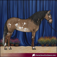 Horse Color:Gray White Spotted Liver Red Dun Rabicano