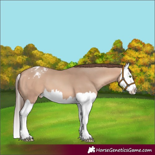 Horse Color:Amber Champagne Splash Appaloosa 