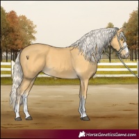 Horse Color:Palomino