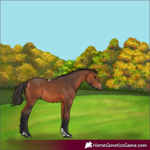 Horse Color:Bay Tobiano Rabicano 