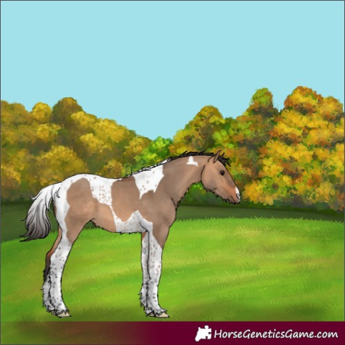 Horse Color:Bay Dun Tobiano 