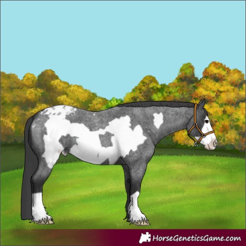 Horse Color:Blue Roan Frame Appaloosa