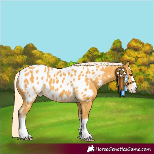 Horse Color:Palomino Near Leopard