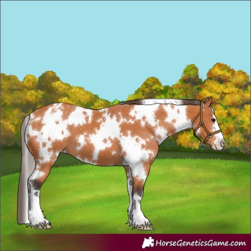 Horse Color:White Spotted Bay Appaloosa 