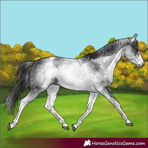 Horse Color:White Spotted Black Frame 