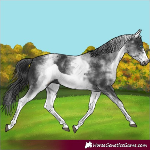 Horse Color:White Spotted Black Frame 