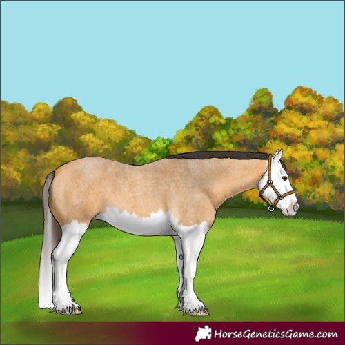 Horse Color:Buckskin Roan Splash 