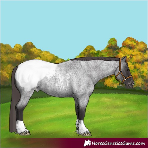 Horse Color:Smoky Blue Roan Appaloosa