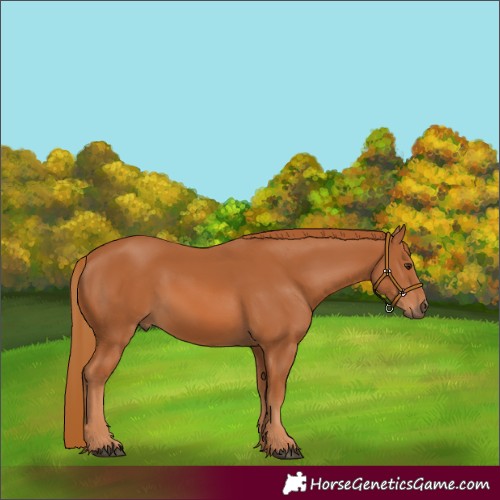 Horse Color:Chestnut 
