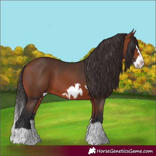 Horse Color:Bay Splash Frame 
