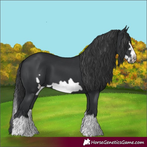Horse Color:Black Splash Frame 