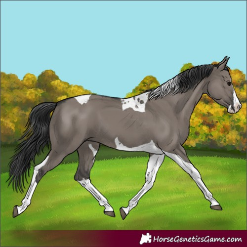 Horse Color:Grullo Splash Tobiano 