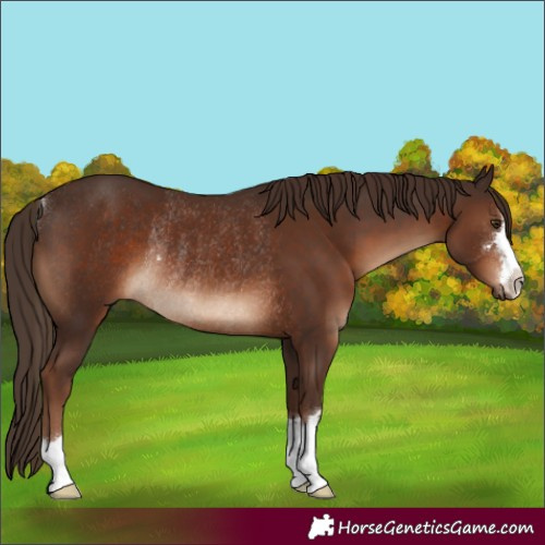 Horse Color:Liver Chestnut Rabicano 