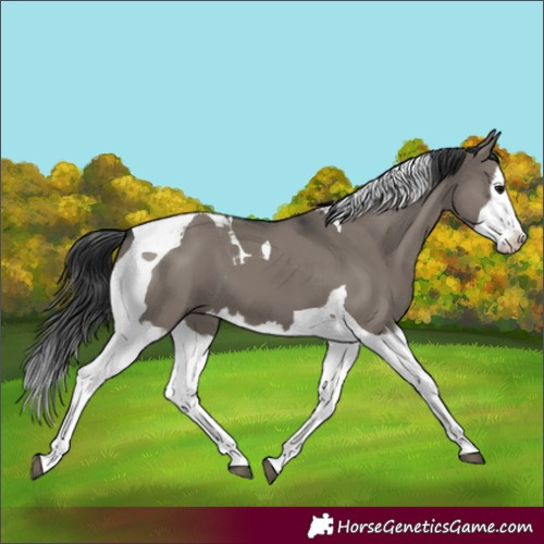 Horse Color:Grullo Splash Tobiano