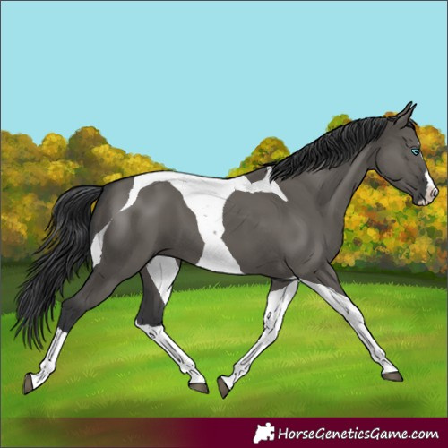 Horse Color:Grullo Splash Tobiano 