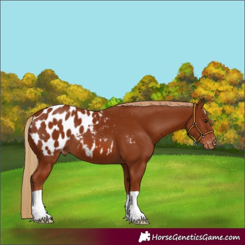 Horse Color:Chestnut Appaloosa