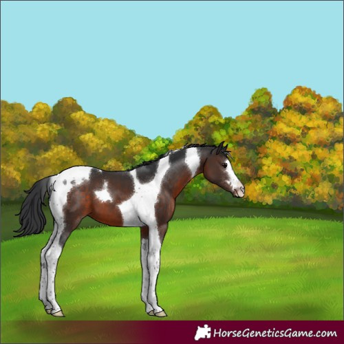 Horse Color:Brown Tobiano 