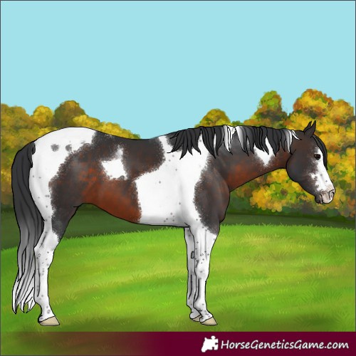 Horse Color:Brown Tobiano 