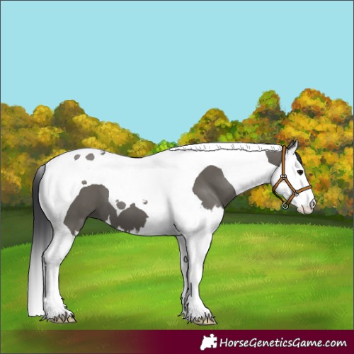 Horse Color:Grullo Splash Tobiano