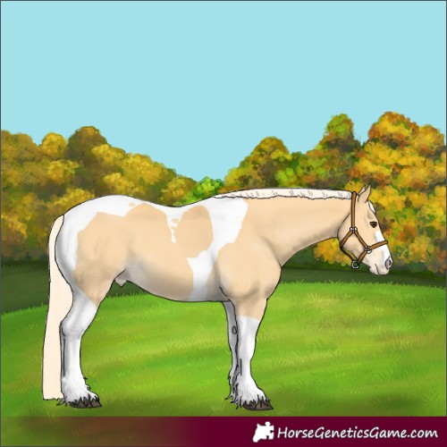 Horse Color:Palomino Tobiano Varnish 