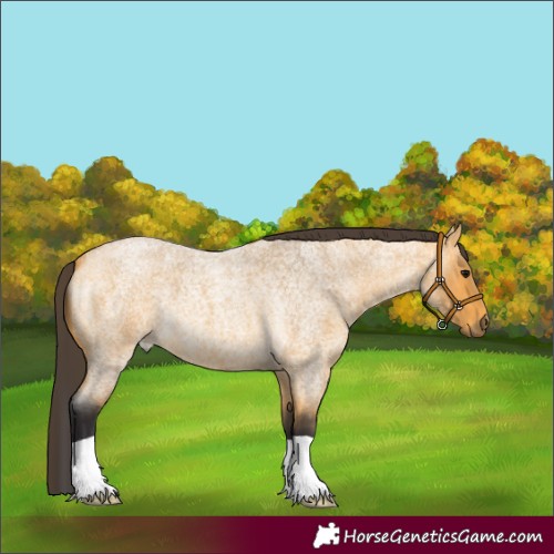 Horse Color:Buckskin Roan 