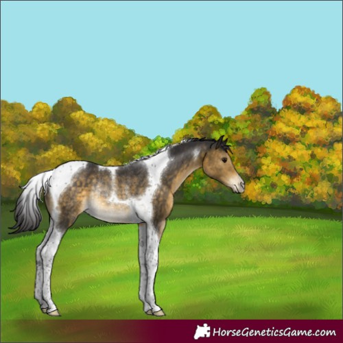 Horse Color:Buckskin Tobiano Rabicano