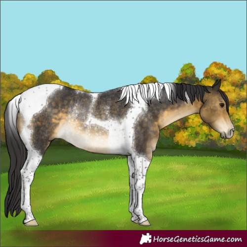 Horse Color:Buckskin Tobiano Rabicano 