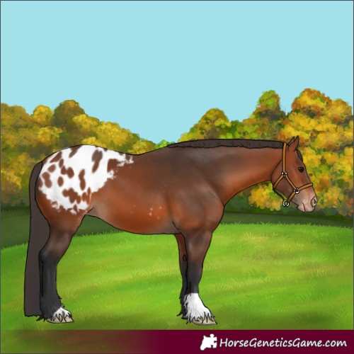 Horse Color:Bay Appaloosa 