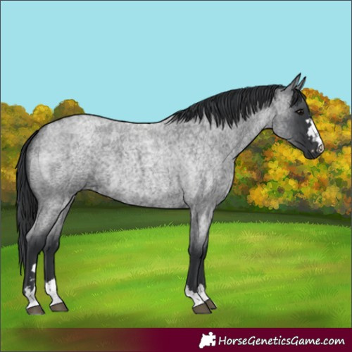 Horse Color:Unknown 