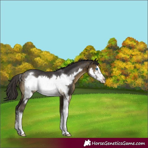 Horse Color:Buckskin Sabino Frame Rabicano 