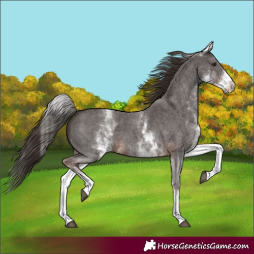 Horse Color:White Spotted Liver Chestnut Sabino 