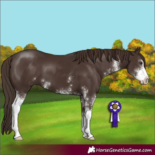 Horse Color:Liver Chestnut Sabino 