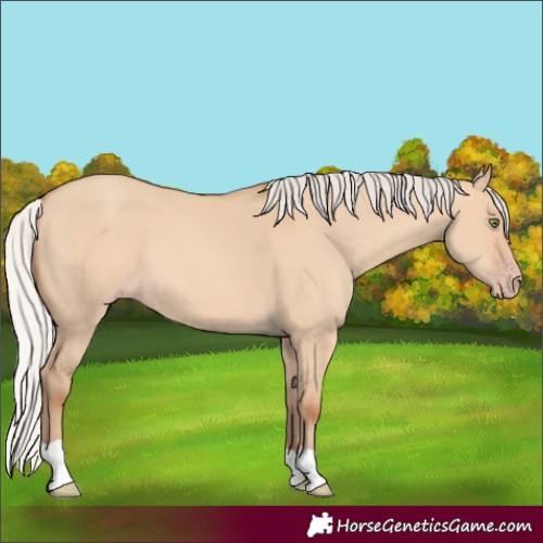 Horse Color:Silver Amber Champagne Dun 