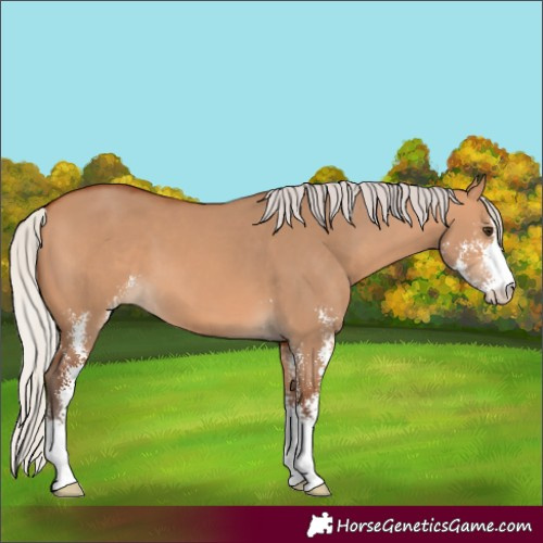 Horse Color:Silver Bay Dun Sabino