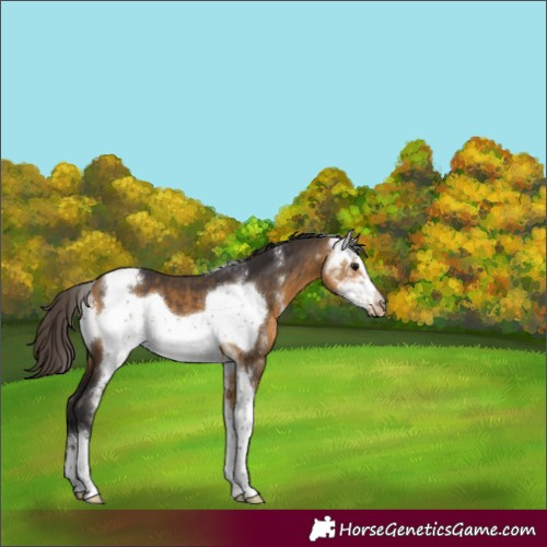Horse Color:Buckskin Sabino Frame 
