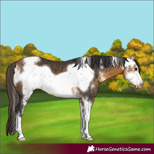Horse Color:Buckskin Sabino Frame 