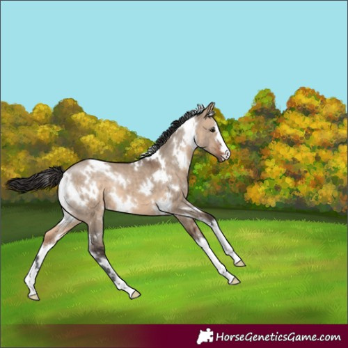 Horse Color:White Spotted Bay Dun 
