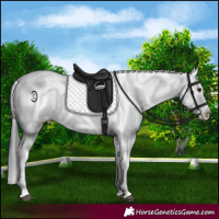 Horse Color:Brown Dun Sabino 