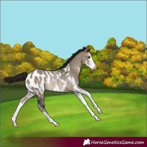 Horse Color:Brown Dun Sabino Blanket Rabicano 