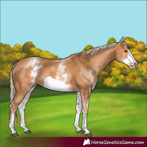 Horse Color:White Spotted Chestnut Frame