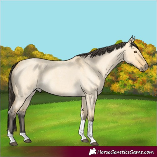 Horse Color:Buckskin Roan Dun Tobiano 