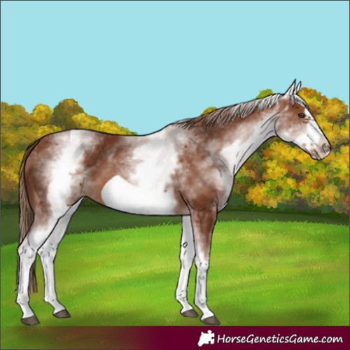 Horse Color:White Spotted Chestnut Frame 
