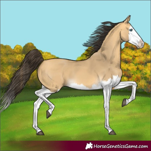 Horse Color:Buckskin Dun Splash 