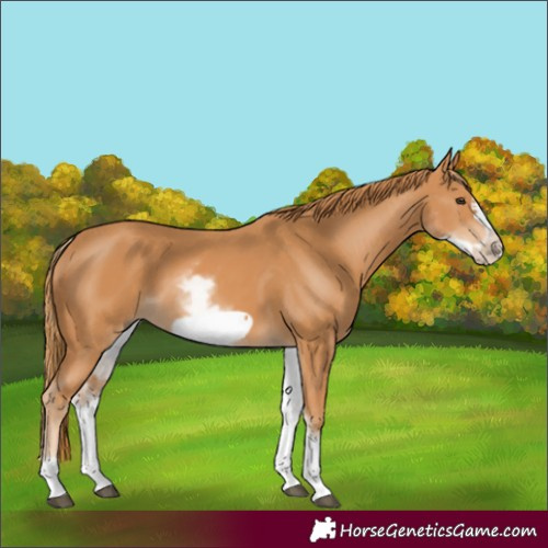 Horse Color:White Spotted Chestnut Frame 