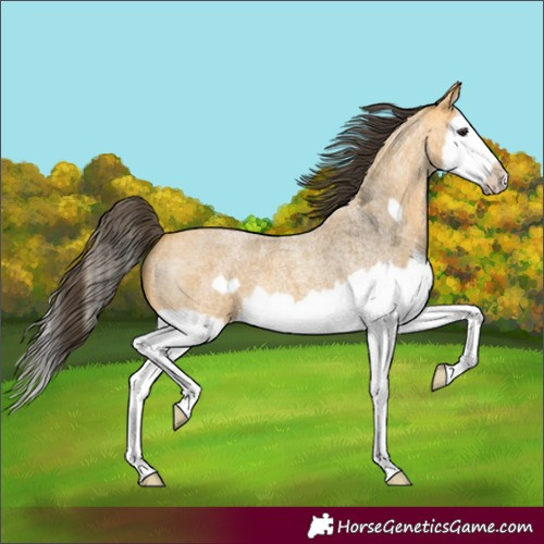 Horse Color:Buckskin Roan Splash Frame 