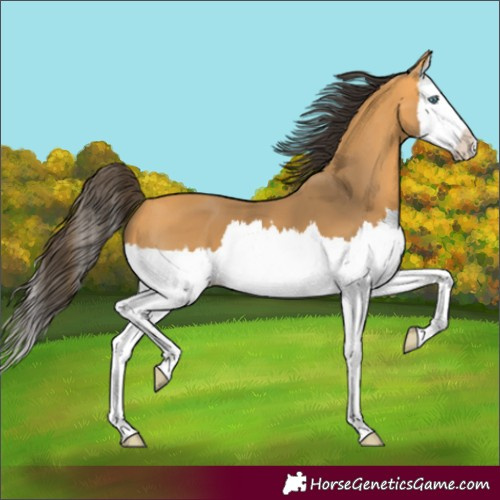 Horse Color:Buckskin Splash 