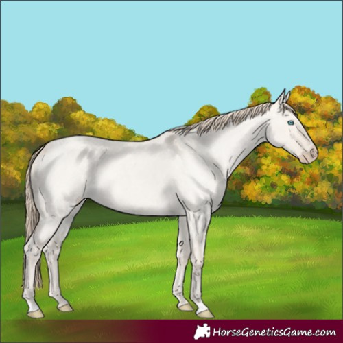 Horse Color:Smoky Creme Roan Dun 