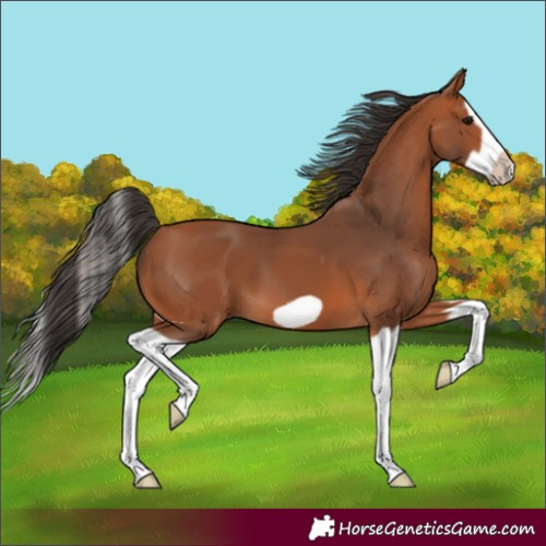 Horse Color:Bay Splash Frame 