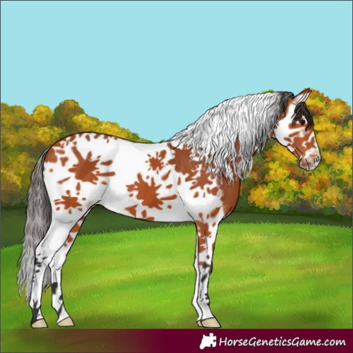 Horse Color:Bay Splash Tobiano Frame