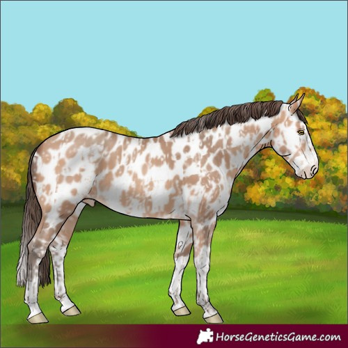 Horse Color:Amber Champagne Near Leopard  and Amber Champagne Splash Near Leopard 